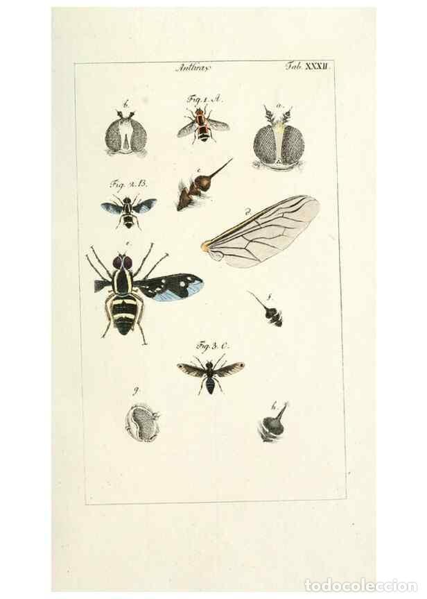 Colecionismo de Revistas e Jornais: Reproducci&oacute;n/Reproduction 49579662853: Genres des mouches dipt&egrave;res repr&eacute;sent&eacute;s en XLII. planches pro