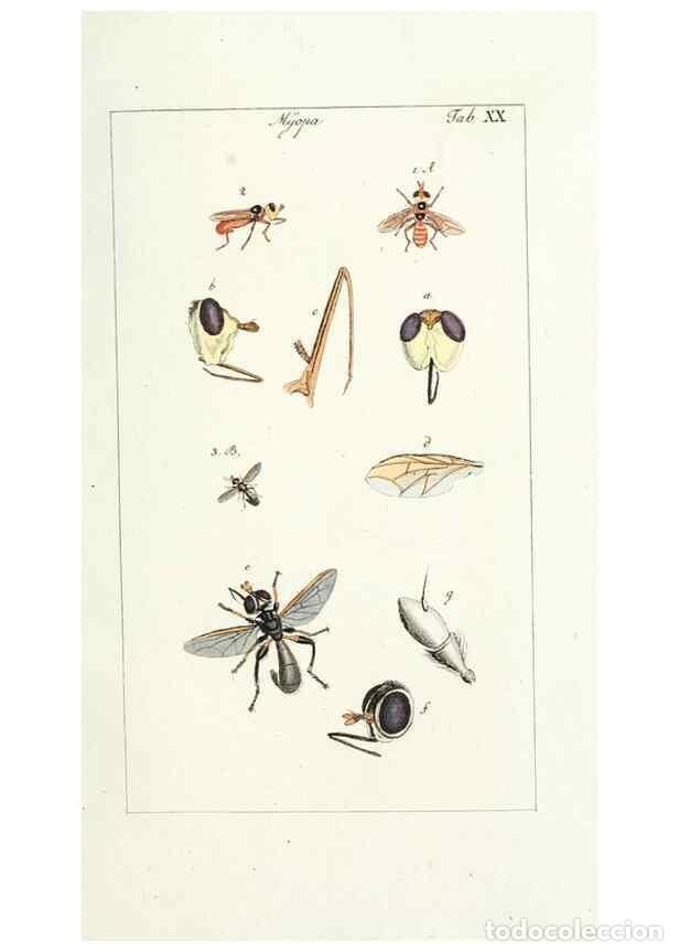 Colecionismo de Revistas e Jornais: Reproducci&oacute;n/Reproduction 49579658188: Genres des mouches dipt&egrave;res repr&eacute;sent&eacute;s en XLII. planches pro