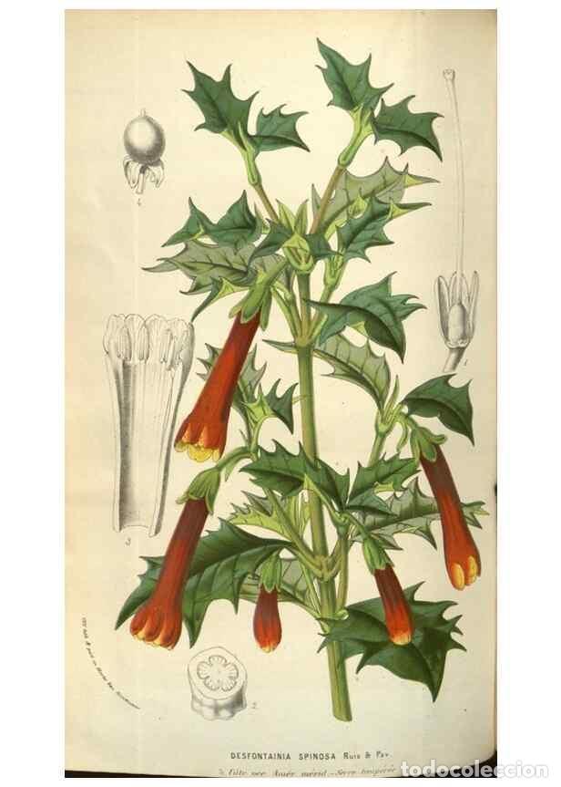 Sammeln von Zeitschriften und Zeitungen: Reproducci&oacute;n/Reproduction 49584070612: Flore des serres et des jardins de l'Europe. A Gand :chez Lou