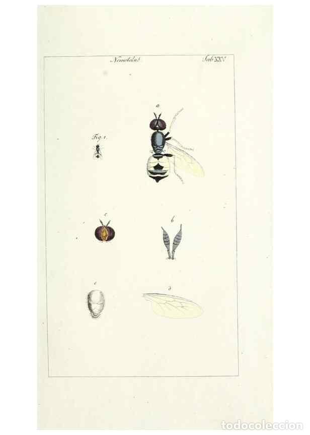 Sammeln von Zeitschriften und Zeitungen: Reproducci&oacute;n/Reproduction 49579660013: Genres des mouches dipt&egrave;res repr&eacute;sent&eacute;s en XLII. planches pro