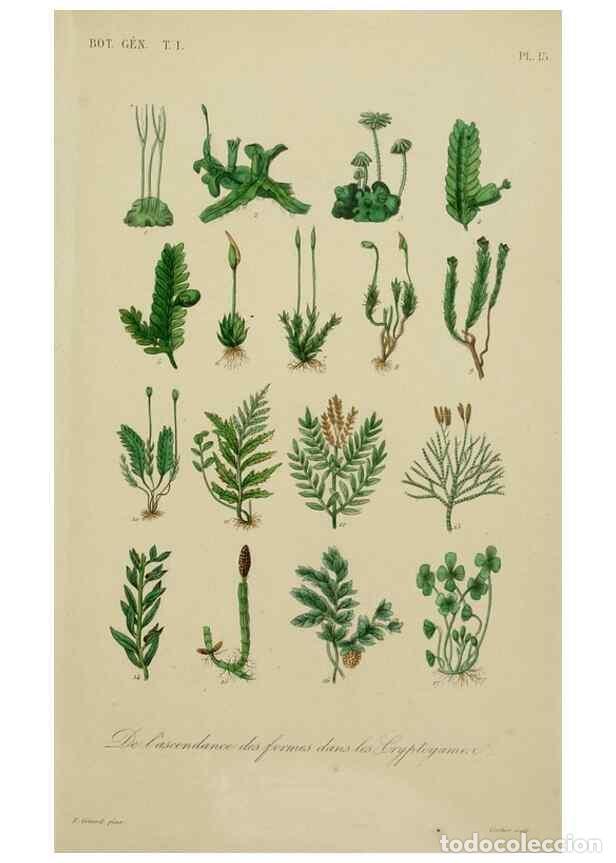 Sammeln von Zeitschriften und Zeitungen: Reproducci&oacute;n/Reproduction 49583430132: Le R&egrave;gne v&eacute;g&eacute;tal;. Paris,L. Gu&eacute;rin,1870-72.. - R&eacute;veil, O.