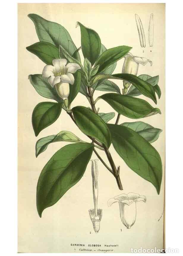 Collection Magazines and Newspapers: Reproducci&oacute;n/Reproduction 49583841006: Flore des serres et des jardins de l'Europe. A Gand :chez Lou