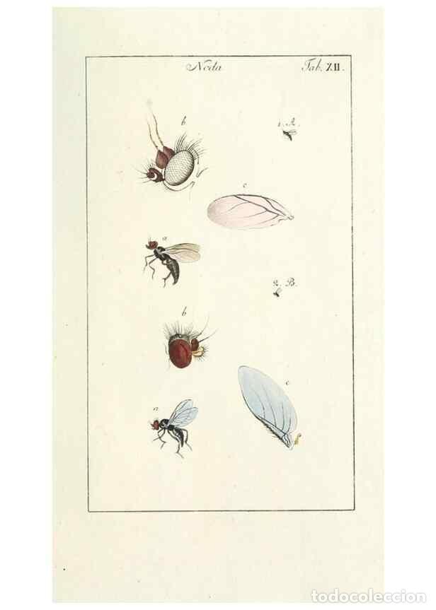 Collection Magazines and Newspapers: Reproducci&oacute;n/Reproduction 49579655338: Genres des mouches dipt&egrave;res repr&eacute;sent&eacute;s en XLII. planches pro