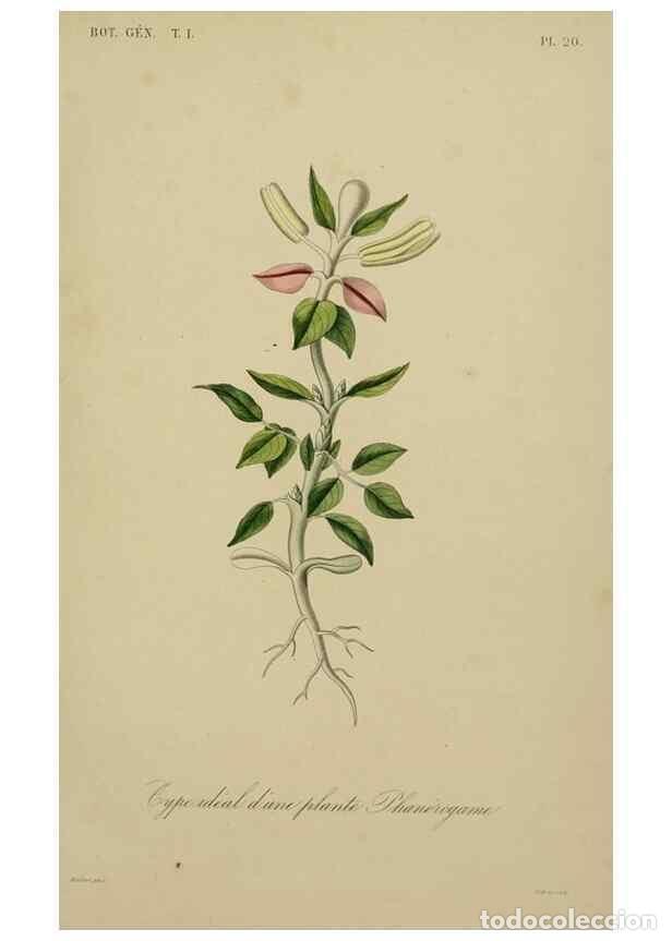 Collection Magazines and Newspapers: Reproducci&oacute;n/Reproduction 49583195131: Le R&egrave;gne v&eacute;g&eacute;tal;. Paris,L. Gu&eacute;rin,1870-72.. - R&eacute;veil, O.