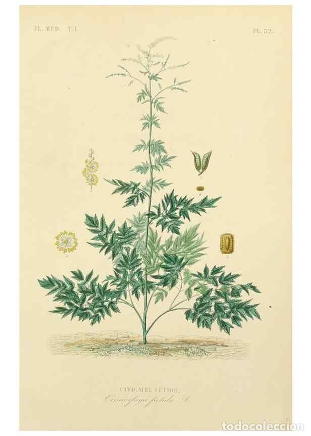 Collection Magazines and Newspapers: Reproducci&oacute;n/Reproduction 49583519176: Le R&egrave;gne v&eacute;g&eacute;tal;. Paris,L. Gu&eacute;rin,1870-72.. - R&eacute;veil, O.