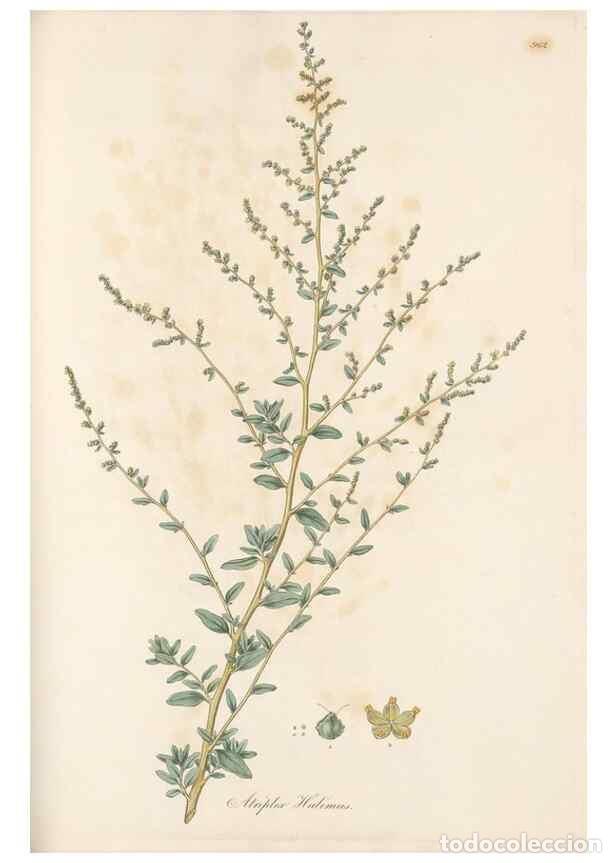 Collection Magazines and Newspapers: Reproducci&oacute;n/Reproduction 49580105721: Flora Graeca, sive, Plantarum rariorum historia, quas in prov