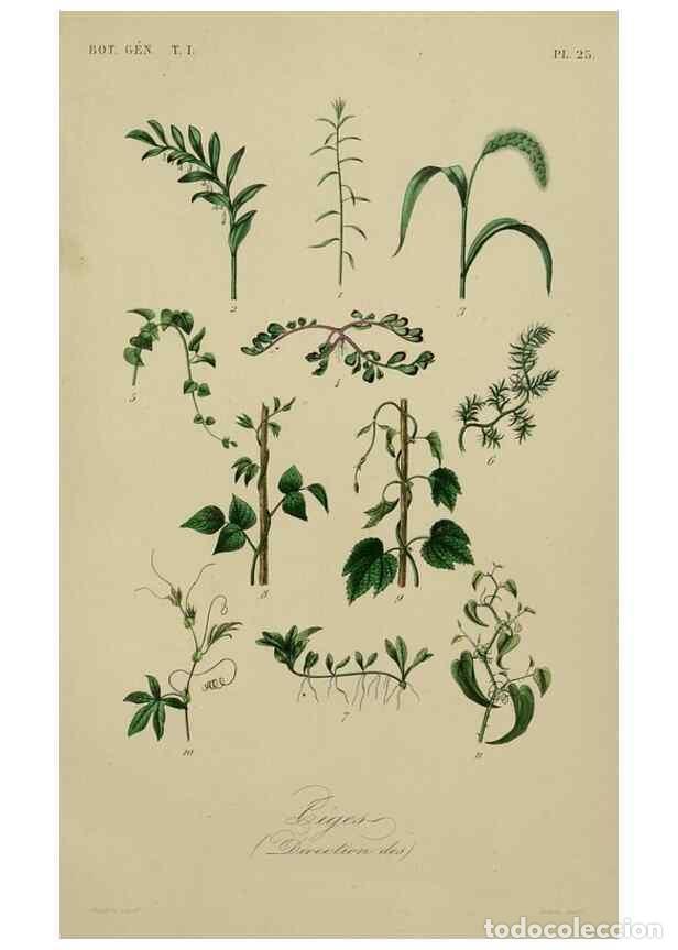 Collection Magazines and Newspapers: Reproducci&oacute;n/Reproduction 49582700088: Le R&egrave;gne v&eacute;g&eacute;tal;. Paris,L. Gu&eacute;rin,1870-72.. - R&eacute;veil, O.