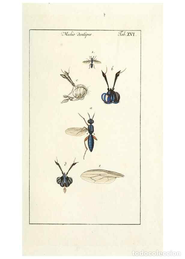 Collection Magazines and Newspapers: Reproducci&oacute;n/Reproduction 49580156096: Genres des mouches dipt&egrave;res repr&eacute;sent&eacute;s en XLII. planches pro