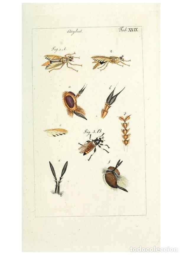 Collection Magazines and Newspapers: Reproducci&oacute;n/Reproduction 49580161426: Genres des mouches dipt&egrave;res repr&eacute;sent&eacute;s en XLII. planches pro