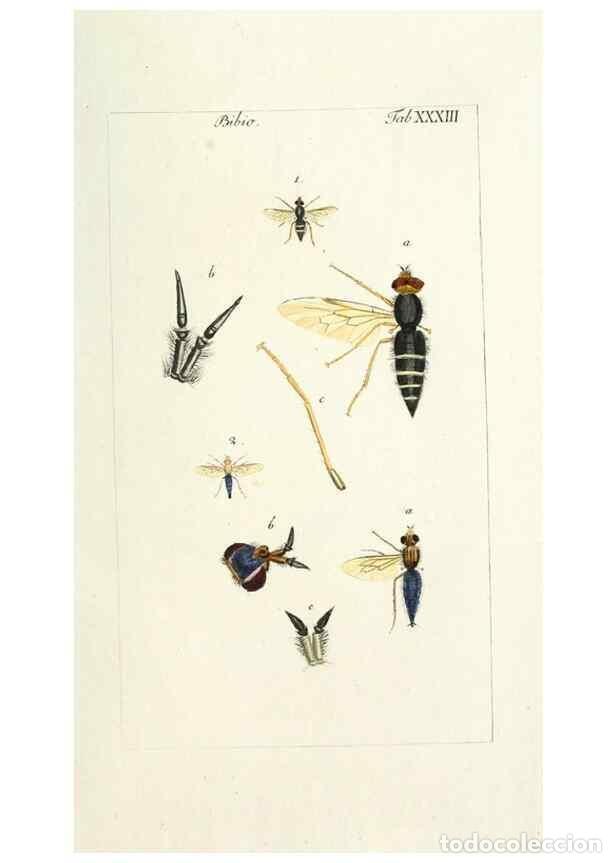 Collection Magazines and Newspapers: Reproducci&oacute;n/Reproduction 49580162916: Genres des mouches dipt&egrave;res repr&eacute;sent&eacute;s en XLII. planches pro