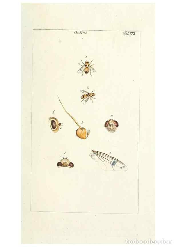 Collection Magazines and Newspapers: Reproducci&oacute;n/Reproduction 49579658518: Genres des mouches dipt&egrave;res repr&eacute;sent&eacute;s en XLII. planches pro