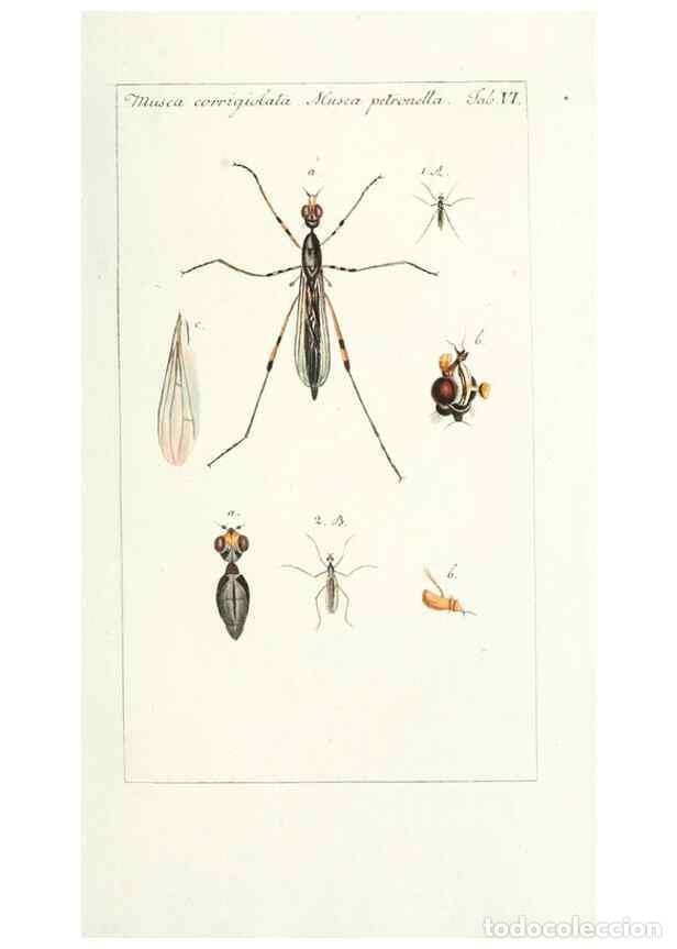 Collection Magazines and Newspapers: Reproducci&oacute;n/Reproduction 49579653178: Genres des mouches dipt&egrave;res repr&eacute;sent&eacute;s en XLII. planches pro