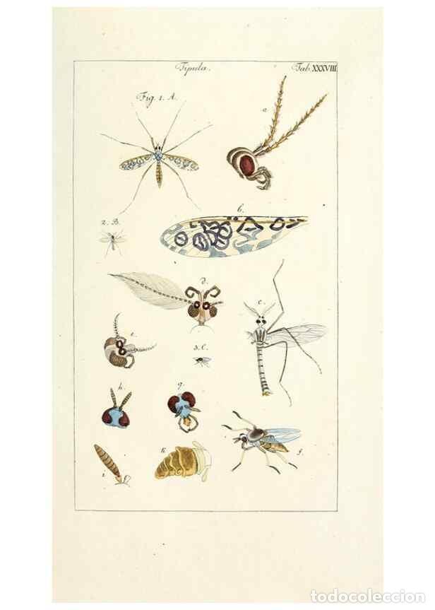 Collection Magazines and Newspapers: Reproducci&oacute;n/Reproduction 49580164816: Genres des mouches dipt&egrave;res repr&eacute;sent&eacute;s en XLII. planches pro