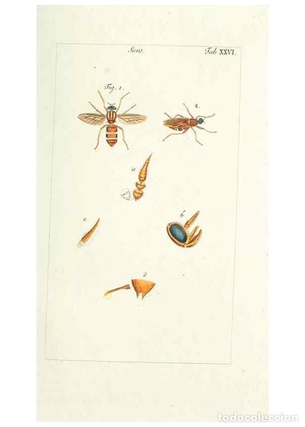Collection Magazines and Newspapers: Reproducci&oacute;n/Reproduction 49580160061: Genres des mouches dipt&egrave;res repr&eacute;sent&eacute;s en XLII. planches pro