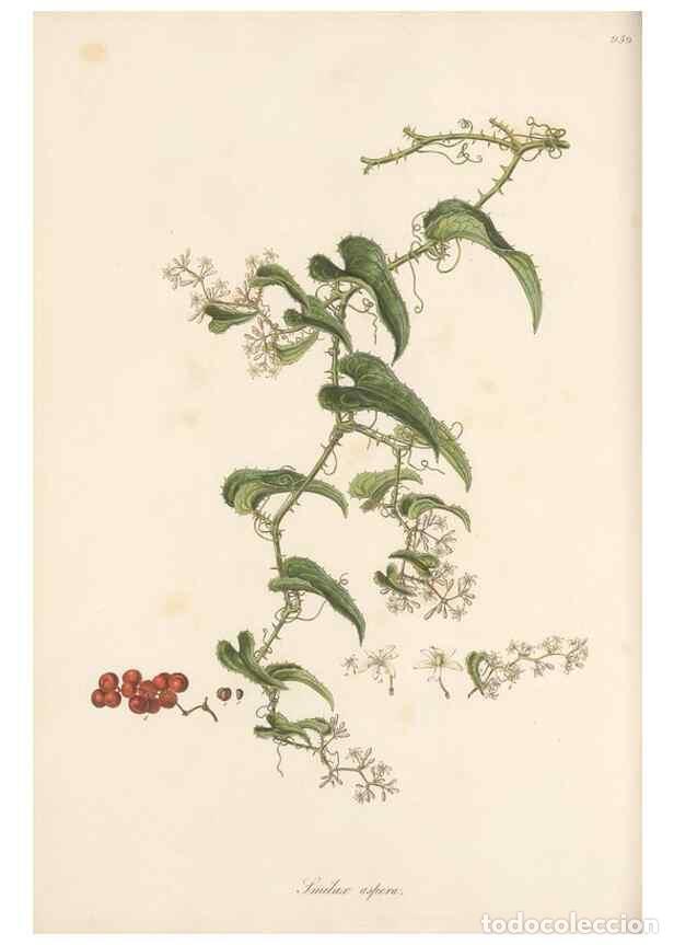 Collection Magazines and Newspapers: Reproducci&oacute;n/Reproduction 49580331357: Flora Graeca, sive, Plantarum rariorum historia, quas in prov