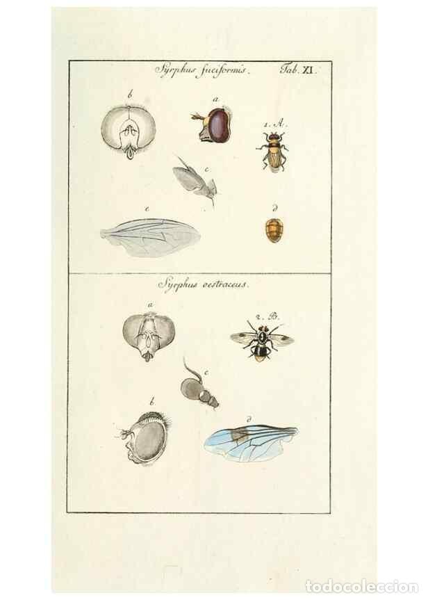 Collection Magazines and Newspapers: Reproducci&oacute;n/Reproduction 49579654968: Genres des mouches dipt&egrave;res repr&eacute;sent&eacute;s en XLII. planches pro