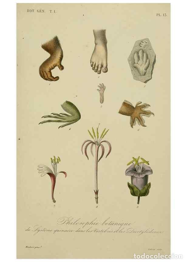 Collection Magazines and Newspapers: Reproducci&oacute;n/Reproduction 49583429717: Le R&egrave;gne v&eacute;g&eacute;tal;. Paris,L. Gu&eacute;rin,1870-72.. - R&eacute;veil, O.