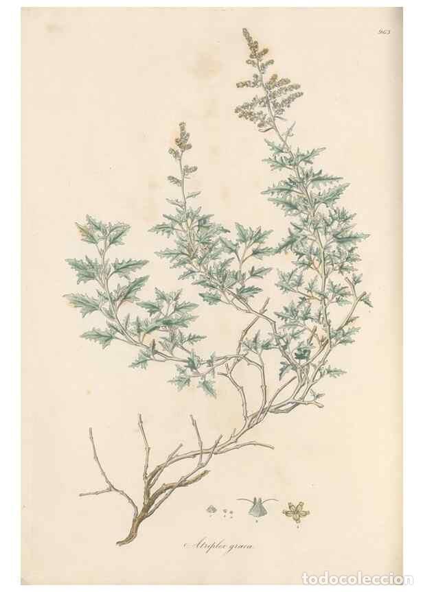 Collection Magazines and Newspapers: Reproducci&oacute;n/Reproduction 49579605593: Flora Graeca, sive, Plantarum rariorum historia, quas in prov