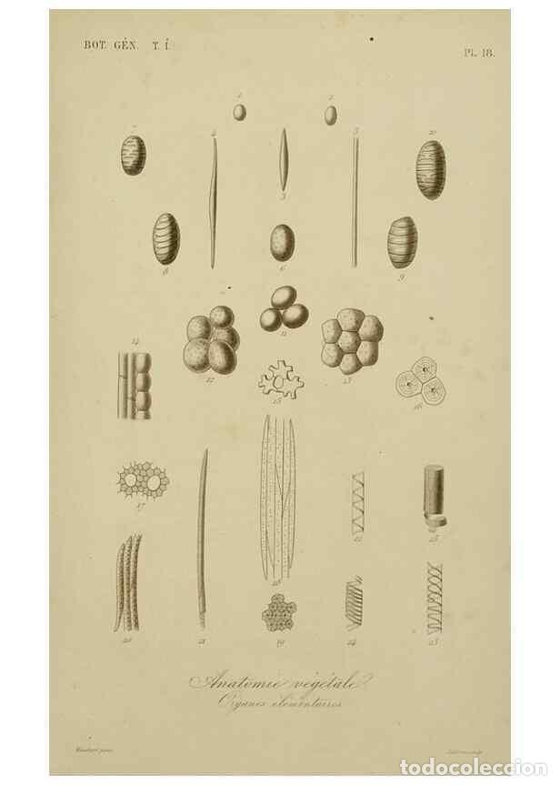 Collectionnisme de Revues et Journaux: Reproducci&oacute;n/Reproduction 49583430742: Le R&egrave;gne v&eacute;g&eacute;tal;. Paris,L. Gu&eacute;rin,1870-72.. - R&eacute;veil, O.