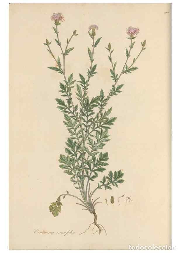 Collectionnisme de Revues et Journaux: Reproducci&oacute;n/Reproduction 49579585268: Flora Graeca, sive, Plantarum rariorum historia, quas in prov
