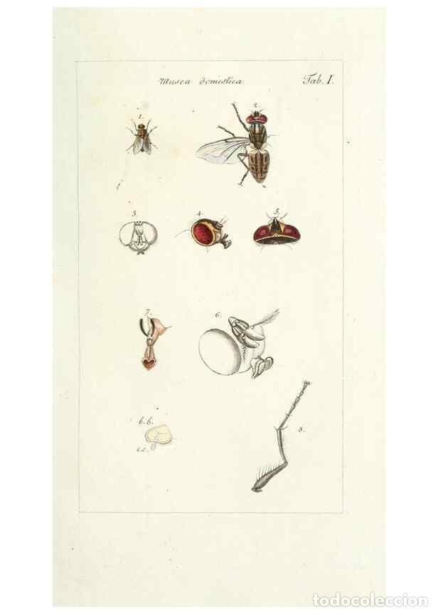 Collectionnisme de Revues et Journaux: Reproducci&oacute;n/Reproduction 49579650938: Genres des mouches dipt&egrave;res repr&eacute;sent&eacute;s en XLII. planches pro