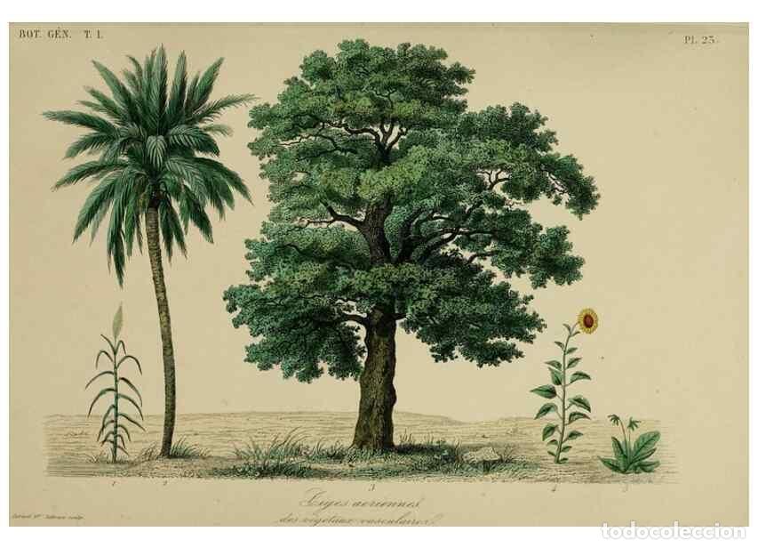 Collectionnisme de Revues et Journaux: Reproducci&oacute;n/Reproduction 49582699628: Le R&egrave;gne v&eacute;g&eacute;tal;. Paris,L. Gu&eacute;rin,1870-72.. - R&eacute;veil, O.