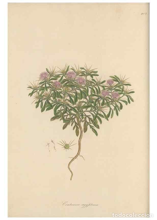 Collectionnisme de Revues et Journaux: Reproducci&oacute;n/Reproduction 49580314562: Flora Graeca, sive, Plantarum rariorum historia, quas in prov