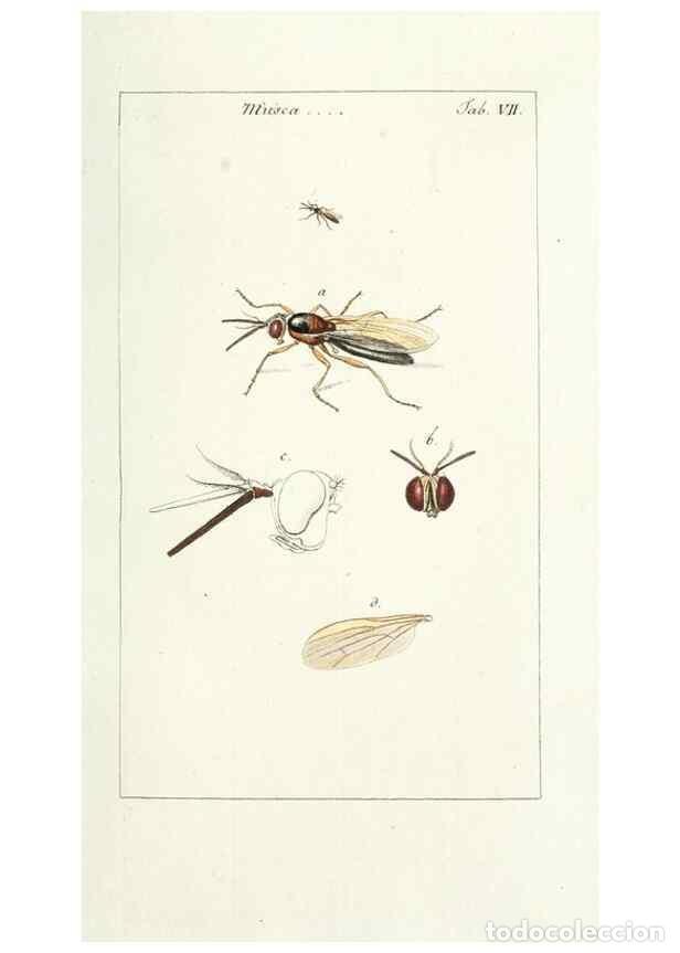 Collectionnisme de Revues et Journaux: Reproducci&oacute;n/Reproduction 49579653593: Genres des mouches dipt&egrave;res repr&eacute;sent&eacute;s en XLII. planches pro