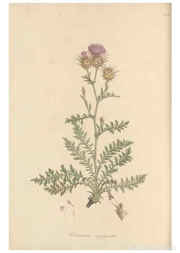 Collectionnisme de Revues et Journaux: Reproducci&oacute;n/Reproduction 49580316262: Flora Graeca, sive, Plantarum rariorum historia, quas in prov