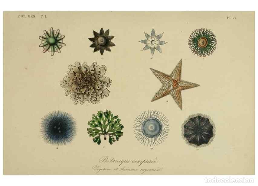 Collectionnisme de Revues et Journaux: Reproducci&oacute;n/Reproduction 49583428617: Le R&egrave;gne v&eacute;g&eacute;tal;. Paris,L. Gu&eacute;rin,1870-72.. - R&eacute;veil, O.