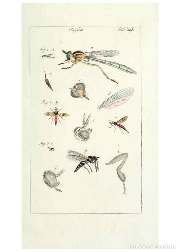 Collectionnisme de Revues et Journaux: Reproducci&oacute;n/Reproduction 49579661993: Genres des mouches dipt&egrave;res repr&eacute;sent&eacute;s en XLII. planches pro