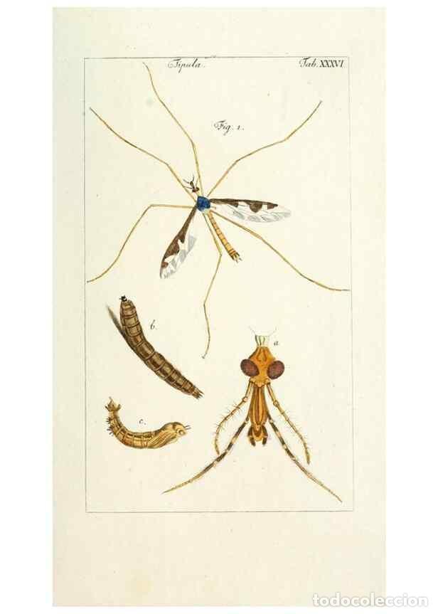 Collectionnisme de Revues et Journaux: Reproducci&oacute;n/Reproduction 49580164041: Genres des mouches dipt&egrave;res repr&eacute;sent&eacute;s en XLII. planches pro