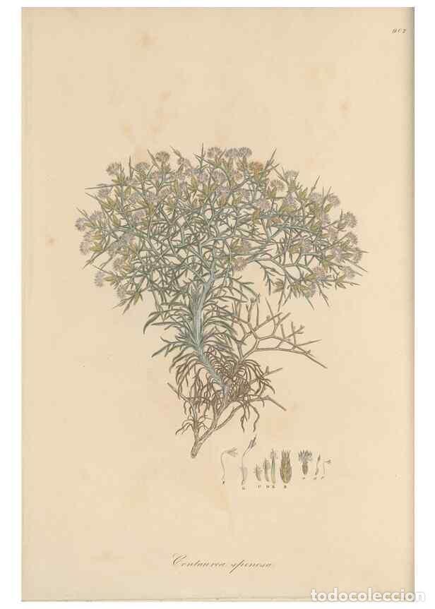 Collectionnisme de Revues et Journaux: Reproducci&oacute;n/Reproduction 49580312237: Flora Graeca, sive, Plantarum rariorum historia, quas in prov