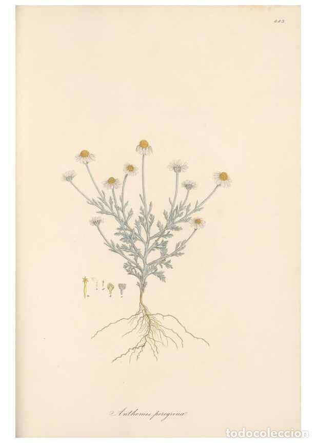 Collectionnisme de Revues et Journaux: Reproducci&oacute;n/Reproduction 49579411238: Flora Graeca, sive, Plantarum rariorum historia, quas in prov