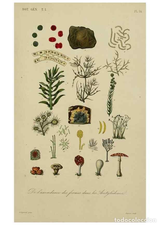 Collectionnisme de Revues et Journaux: Reproducci&oacute;n/Reproduction 49583193766: Le R&egrave;gne v&eacute;g&eacute;tal;. Paris,L. Gu&eacute;rin,1870-72.. - R&eacute;veil, O.