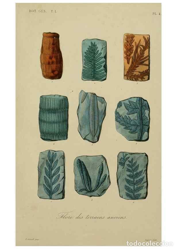 Collezionismo di Riviste e Giornali: Reproducci&oacute;n/Reproduction 49582695363: Le R&egrave;gne v&eacute;g&eacute;tal;. Paris,L. Gu&eacute;rin,1870-72.. - R&eacute;veil, O.