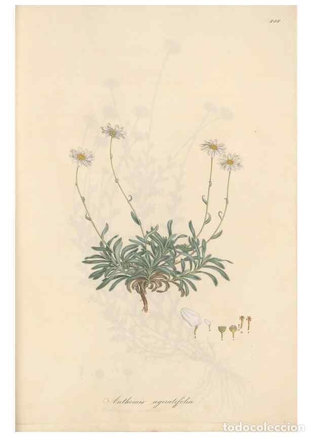 Collezionismo di Riviste e Giornali: Reproducci&oacute;n/Reproduction 49580141537: Flora Graeca, sive, Plantarum rariorum historia, quas in prov