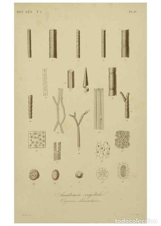 Collezionismo di Riviste e Giornali: Reproducci&oacute;n/Reproduction 49582698808: Le R&egrave;gne v&eacute;g&eacute;tal;. Paris,L. Gu&eacute;rin,1870-72.. - R&eacute;veil, O.