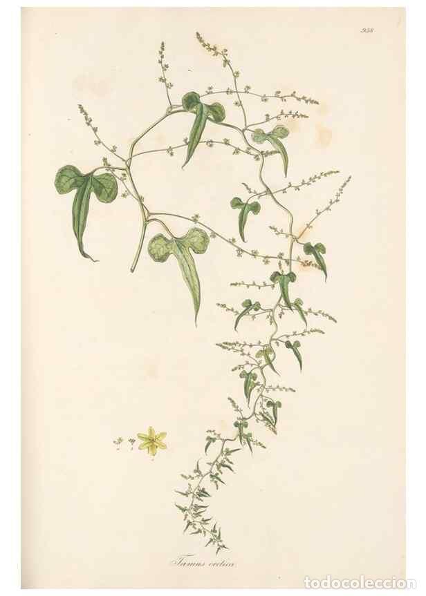 Collezionismo di Riviste e Giornali: Reproducci&oacute;n/Reproduction 49580104186: Flora Graeca, sive, Plantarum rariorum historia, quas in prov