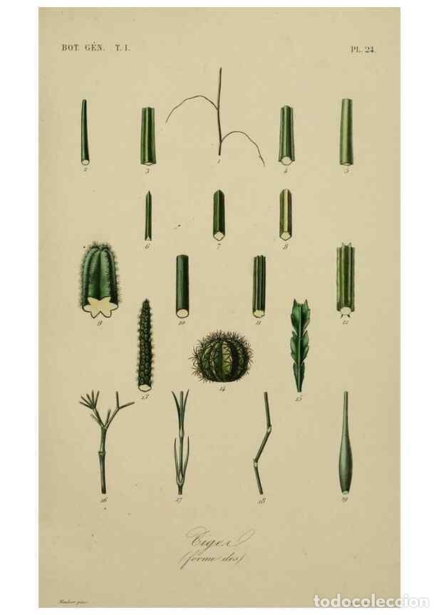 Collezionismo di Riviste e Giornali: Reproducci&oacute;n/Reproduction 49582699813: Le R&egrave;gne v&eacute;g&eacute;tal;. Paris,L. Gu&eacute;rin,1870-72.. - R&eacute;veil, O.