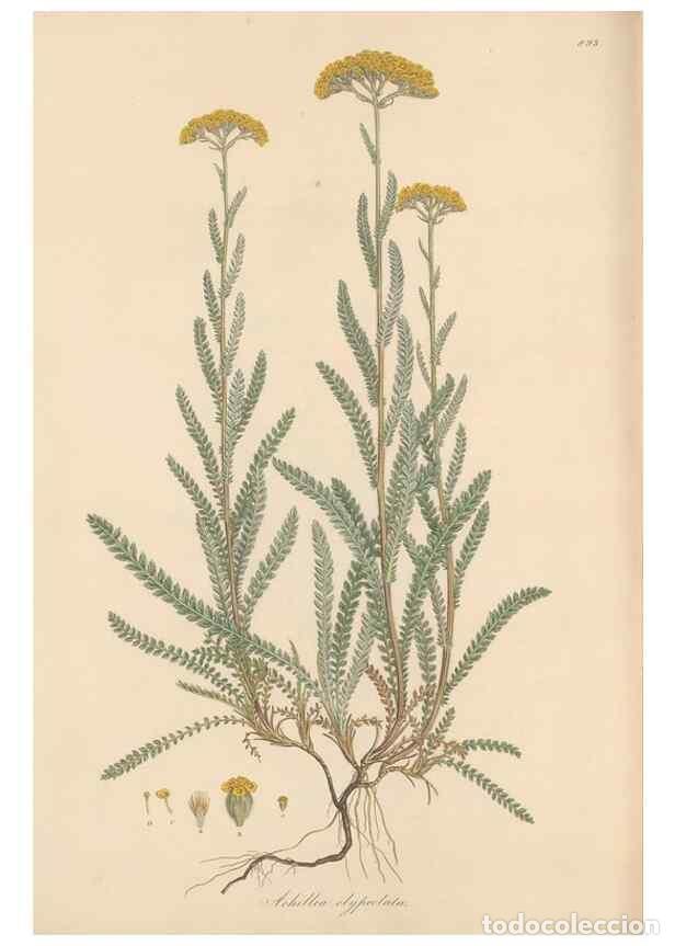 Collezionismo di Riviste e Giornali: Reproducci&oacute;n/Reproduction 49579916831: Flora Graeca, sive, Plantarum rariorum historia, quas in prov