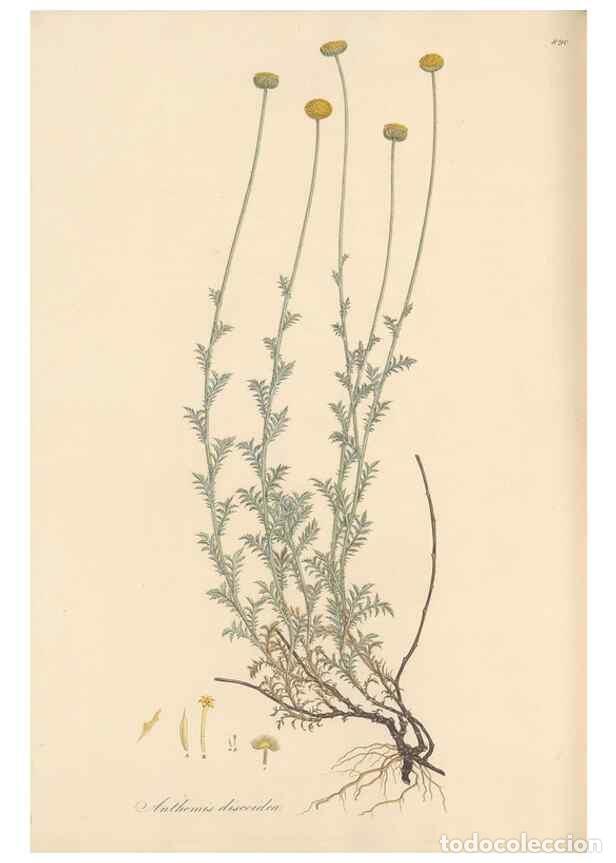 Collezionismo di Riviste e Giornali: Reproducci&oacute;n/Reproduction 49579413803: Flora Graeca, sive, Plantarum rariorum historia, quas in prov