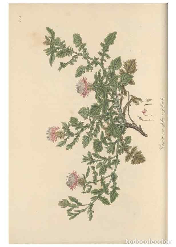 Collezionismo di Riviste e Giornali: Reproducci&oacute;n/Reproduction 49579586338: Flora Graeca, sive, Plantarum rariorum historia, quas in prov