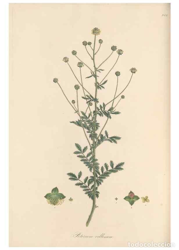 Collezionismo di Riviste e Giornali: Reproducci&oacute;n/Reproduction 49580099396: Flora Graeca, sive, Plantarum rariorum historia, quas in prov