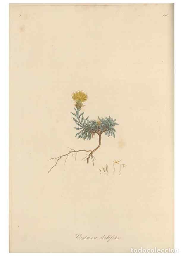 Collezionismo di Riviste e Giornali: Reproducci&oacute;n/Reproduction 49580315382: Flora Graeca, sive, Plantarum rariorum historia, quas in prov