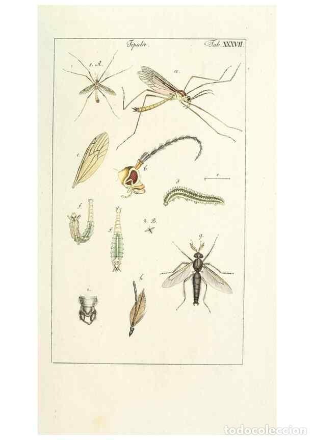 Collezionismo di Riviste e Giornali: Reproducci&oacute;n/Reproduction 49579664768: Genres des mouches dipt&egrave;res repr&eacute;sent&eacute;s en XLII. planches pro