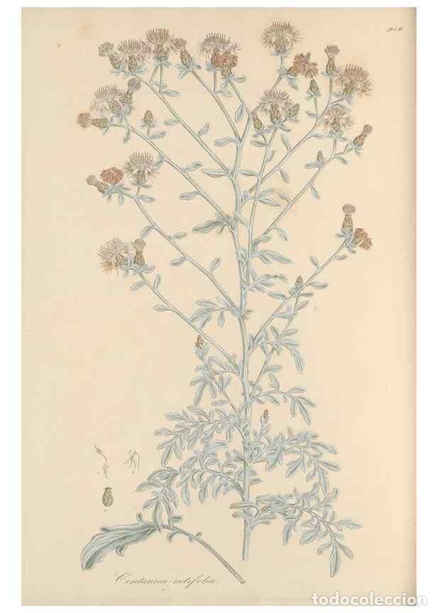 Collezionismo di Riviste e Giornali: Reproducci&oacute;n/Reproduction 49580317312: Flora Graeca, sive, Plantarum rariorum historia, quas in prov