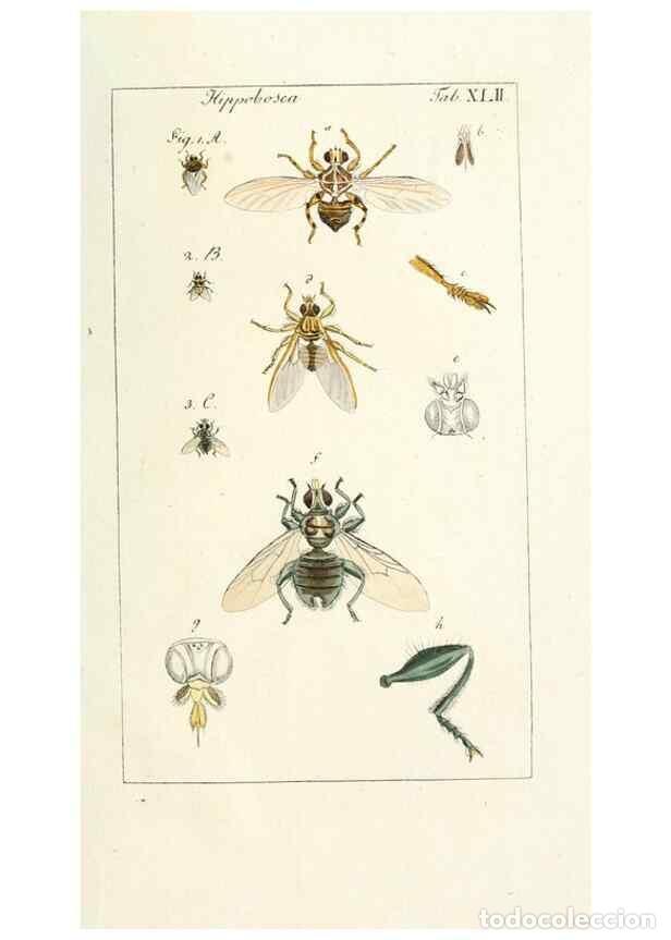 Collezionismo di Riviste e Giornali: Reproducci&oacute;n/Reproduction 49580394207: Genres des mouches dipt&egrave;res repr&eacute;sent&eacute;s en XLII. planches pro