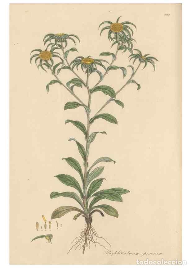 Collezionismo di Riviste e Giornali: Reproducci&oacute;n/Reproduction 49580145572: Flora Graeca, sive, Plantarum rariorum historia, quas in prov