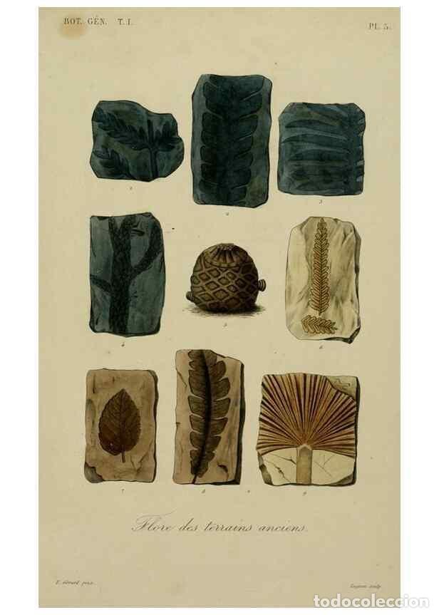 Collezionismo di Riviste e Giornali: Reproducci&oacute;n/Reproduction 49582695628: Le R&egrave;gne v&eacute;g&eacute;tal;. Paris,L. Gu&eacute;rin,1870-72.. - R&eacute;veil, O.